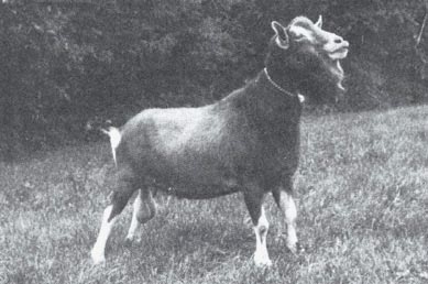 More Feedback on Raising Goats Image